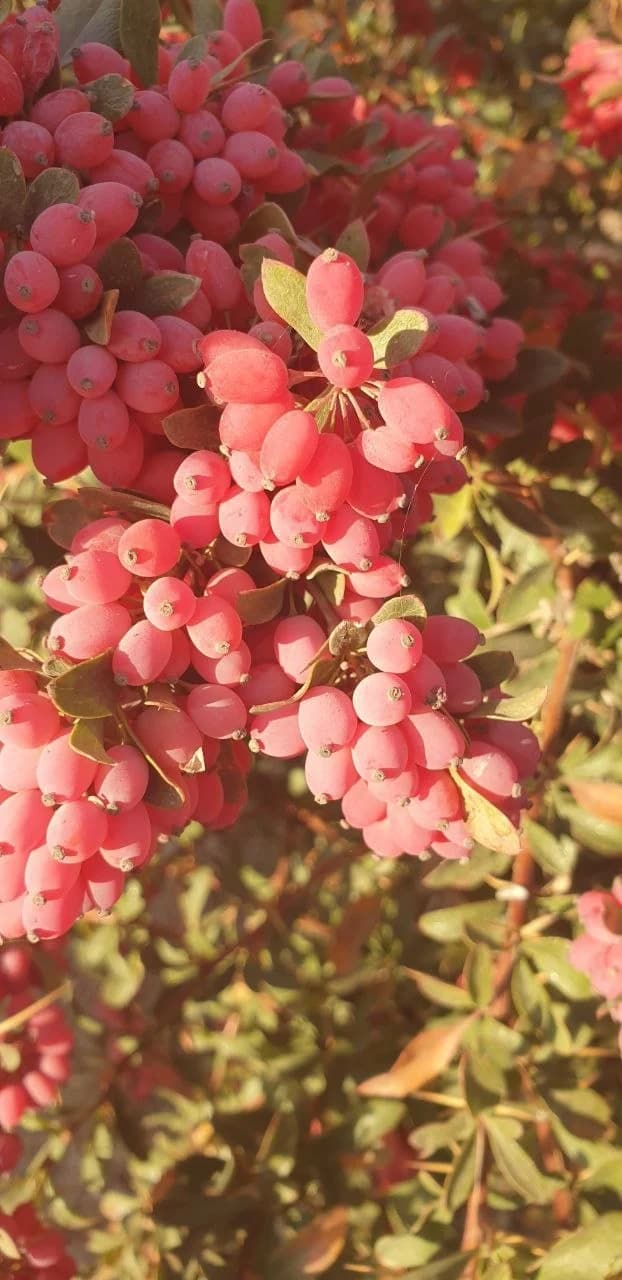 Barberry harvest