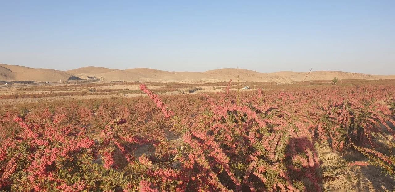 Barberry fields