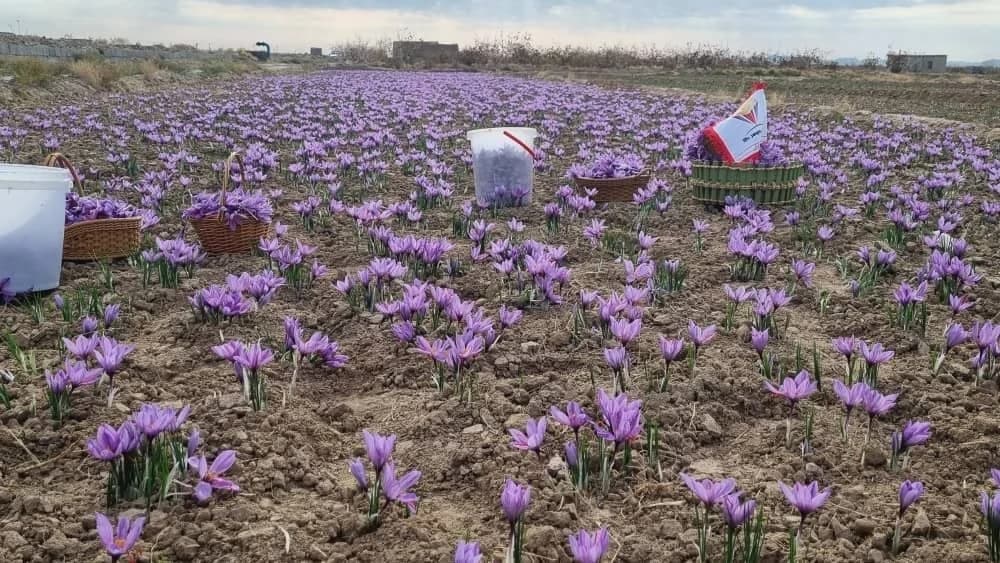 Saffron harvest