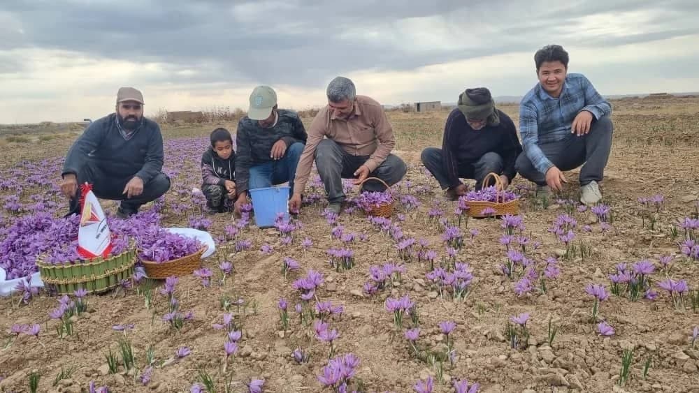 Saffron harvesting